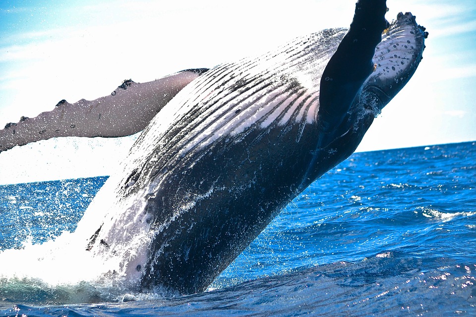 Mysterious ‘Whale’ Begins Channeling Bitcoins Back to Huobi